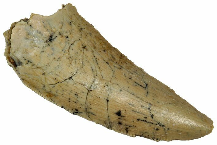 Serrated Raptor Tooth - Real Dinosaur Tooth #332282